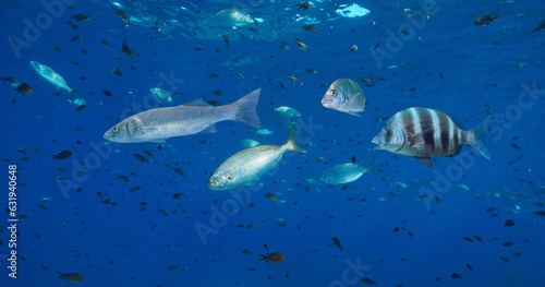 Various species of fish of the Mediterranean sea underwater, France, French Riviera