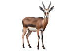 African Gazelle isolated on transparent background.
