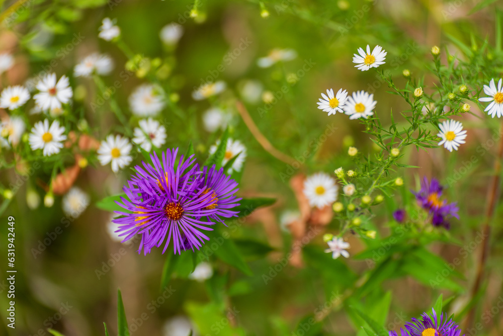 Purple Wild Asters And Mixed Wildflowers Growing In The Field In September