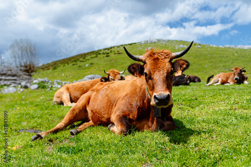Cow lying quietly on the grass in the mountains of the Picos de Europa National Park, in Asturias, Spain. Asturian highland cow in the field. Herd of extensive livestock in freedom. © Alberto