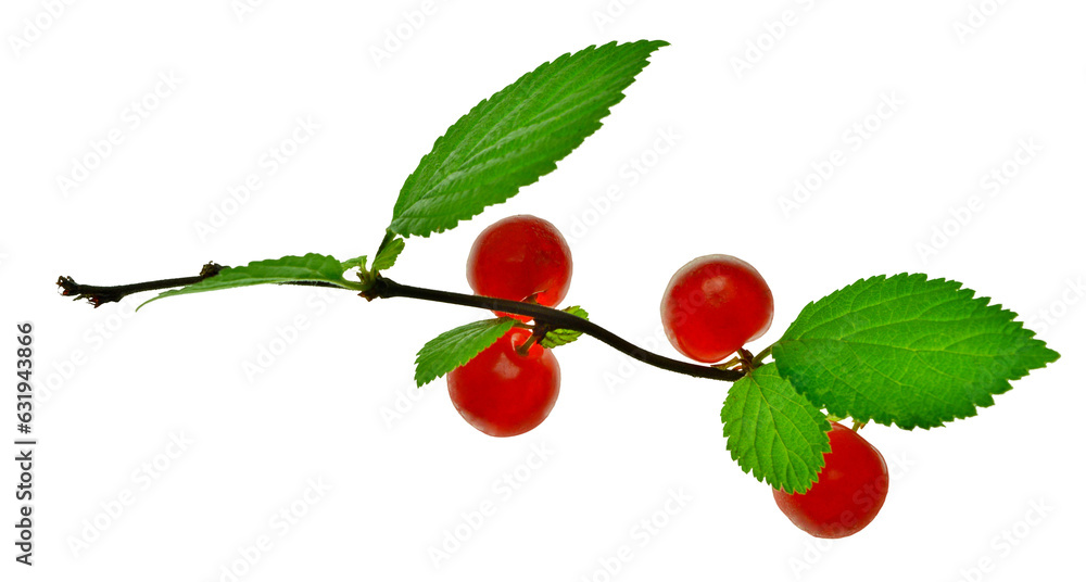 branch of Chinese cherry with red berries. Nature. Summer, vitamins. Organic food. isolated on transparent without shadow. PNG. Close-up. branch of Chinese cherry with red berries. Nature. Summer, vitamins. Organic food. isolated on transparent without shadow. PNG. Close-up.