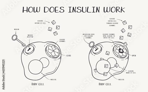 Hand drawn vector line art illustration explaining how does insulin work