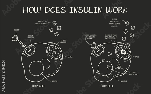 Hand drawn vector illustration explaining how does insulin work on black background