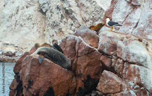 pelican on rock