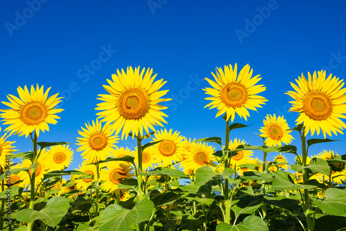 sunflower field in summer