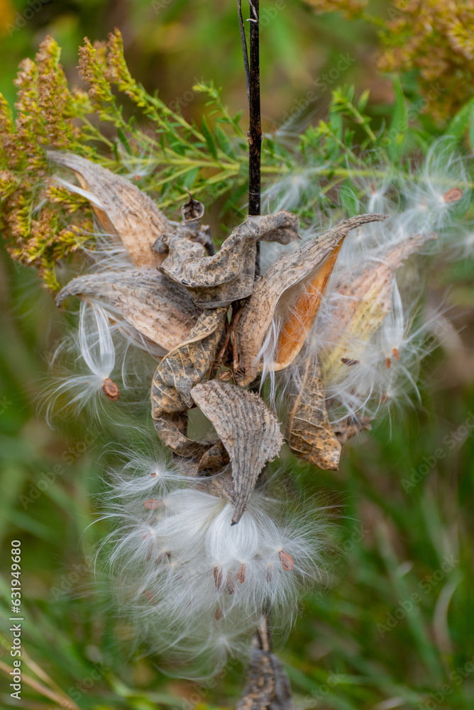 Common Milkweed Plant In Seed In Late September In Wisconsin Common Milkweed Plant In Seed In Late September In Wisconsin