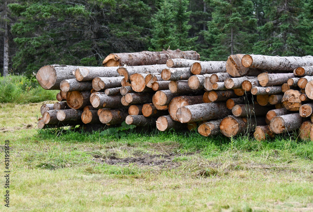 pile of logs in a field pile of logs in a field
