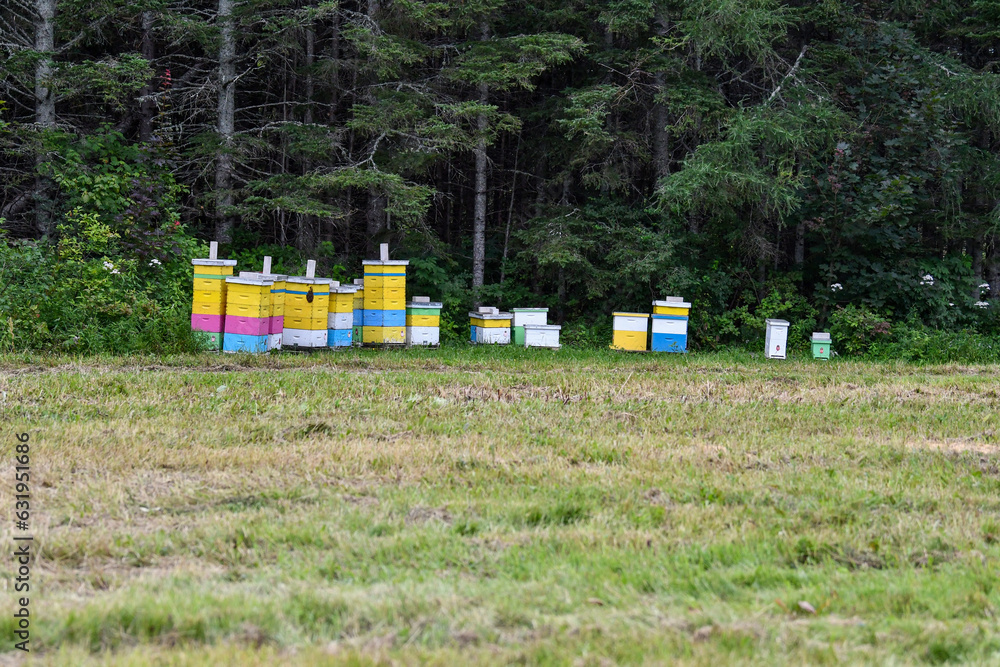 bee hive near a wooded area bee hive near a wooded area