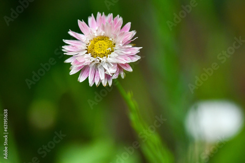 beautiful flower close-up in summer