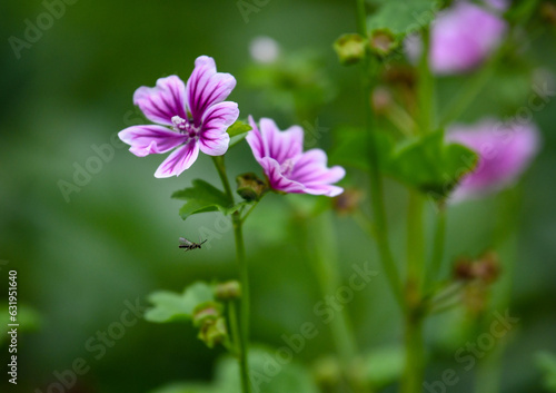 Fototapeta Naklejka Na Ścianę i Meble -  beautiful flower close-up in summer