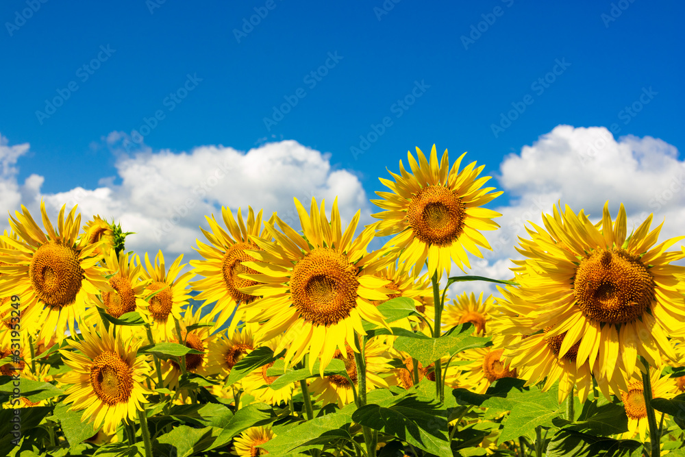 field of sunflowers against sky