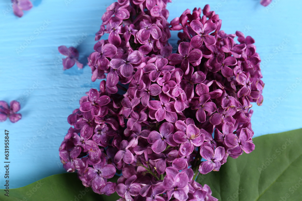 Fototapeta premium Beautiful lilac flowers on light blue wooden table, flat lay