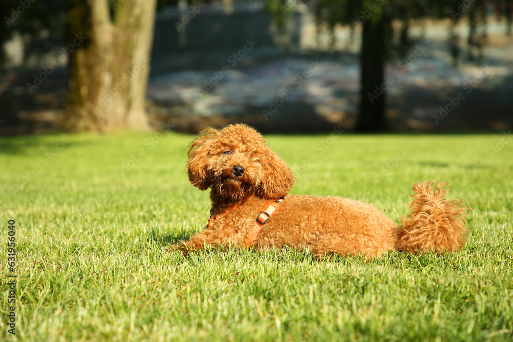 Cute Poodle on green grass outdoors. Dog walking