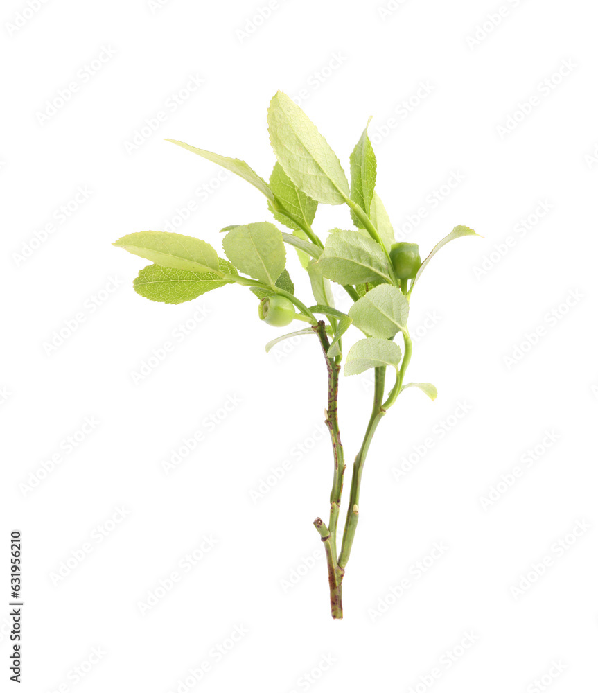 Naklejka premium Bilberry branch with fresh green leaves isolated on white