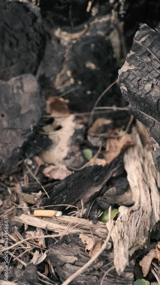 cigarette butt fire protect forest environment and forestation cigarette butt fire protect forest environment and forestation