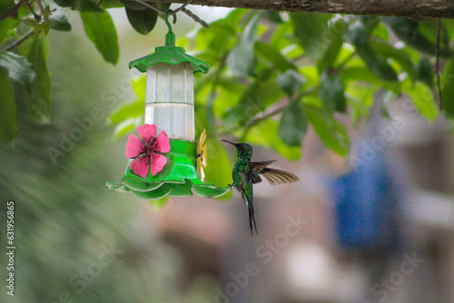 bird on feeder