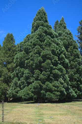 Evergreen trees