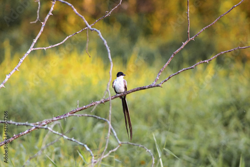 bird on a branch