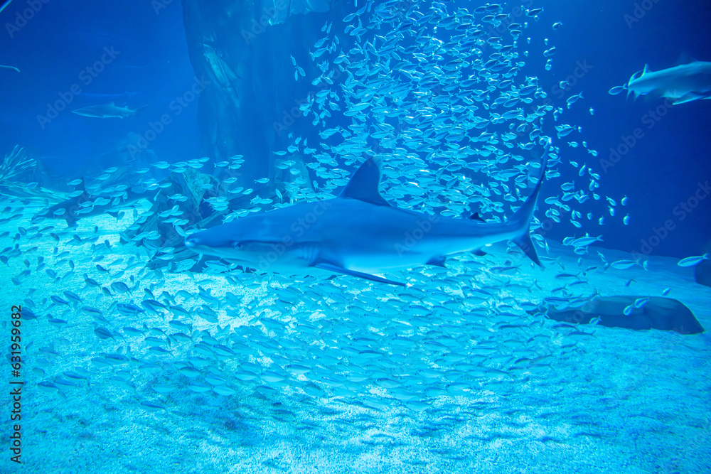 Fototapeta premium aquarium