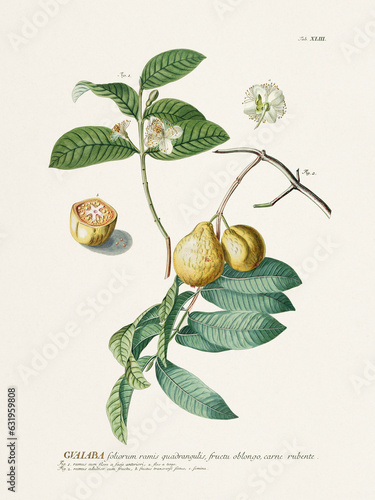 Tropical Guava. Botanical illustration from the 18th century by G. D. Ehret photo