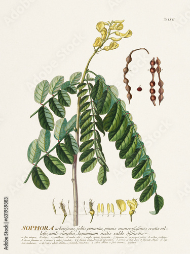 Botanical illustration from the 18th century by G. D. Ehret. Pagoda tree photo