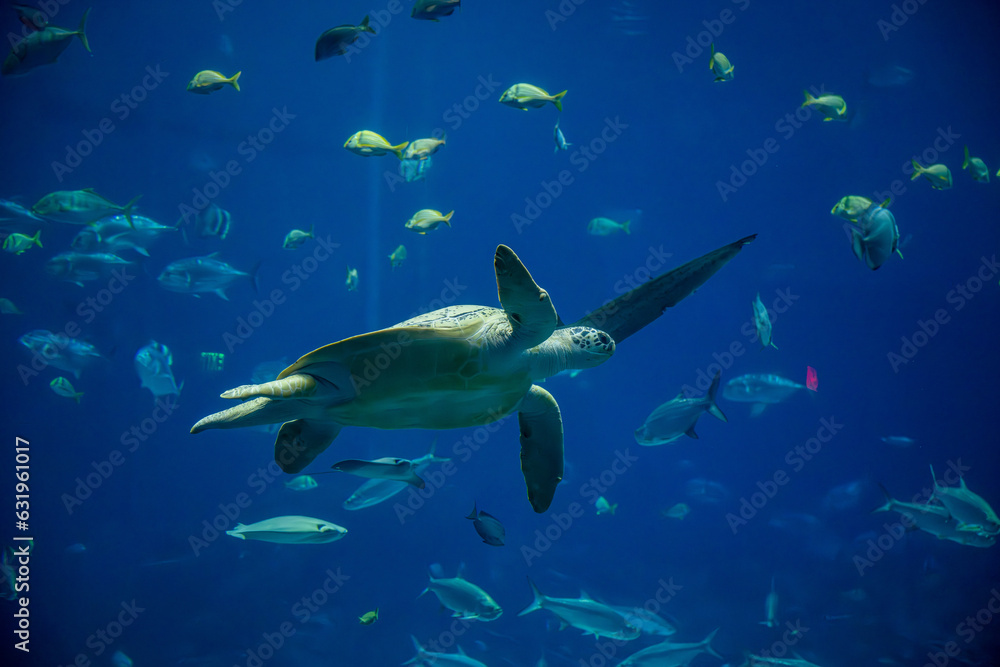 Fototapeta premium fish