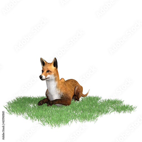 red fox isolated
