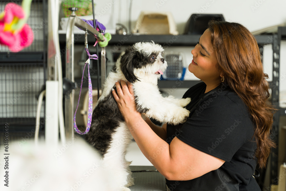 Profile of a pet groomer finishing grooming a shih tzu dog Profile of a pet groomer finishing grooming a shih tzu dog