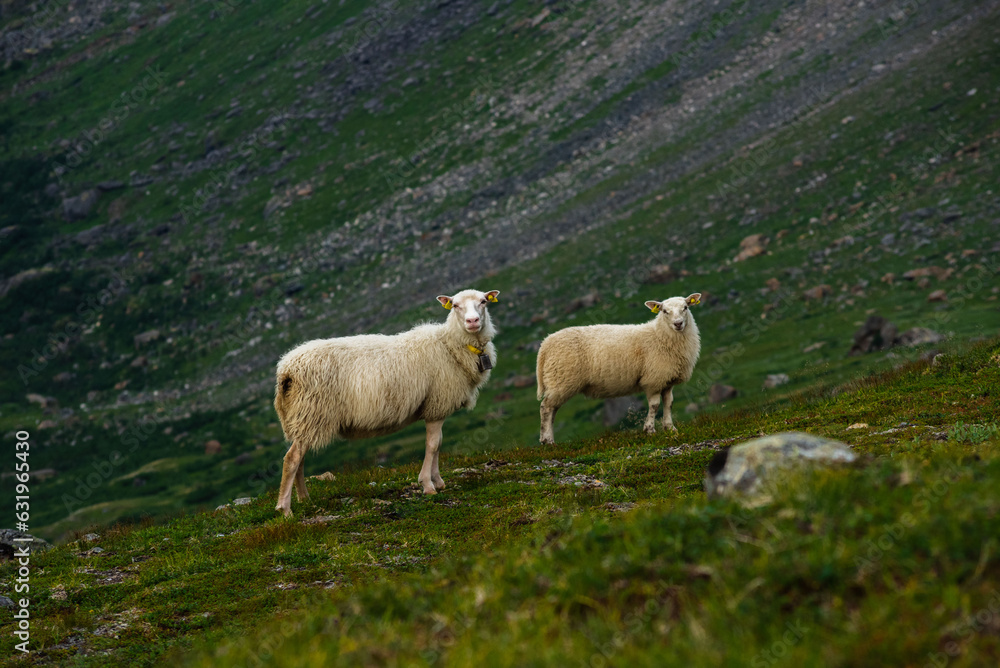 Sheep grazing the hills of Okstindan mountain range, Helgeland, Northern Norway. Får in Nordnorge. Sheep in mountains. Green mountains at Rabothytta with mother ewe and lamb. Sauer of Okskolten. 