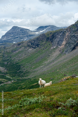 Sheep grazing the hills of Okstindan mountain range, Helgeland, Northern Norway. Får in Nordnorge. Sheep in mountains. Green mountains at Rabothytta with mother ewe and lamb. Sauer of Okskolten.  photo