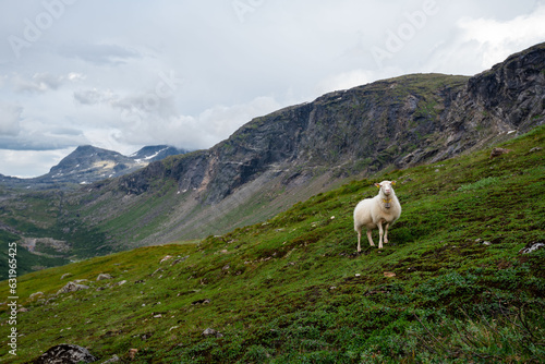 Sheep grazing the hills of Okstindan mountain range, Helgeland, Northern Norway. Får in Nordnorge. Sheep in mountains. Green mountains at Rabothytta with mother ewe and lamb. Sauer of Okskolten. 