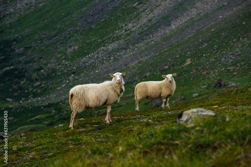 Sheep grazing the hills of Okstindan mountain range  Helgeland  Northern Norway. F  r in Nordnorge. Sheep in mountains. Green mountains at Rabothytta with mother ewe and lamb. Sauer of Okskolten. 
