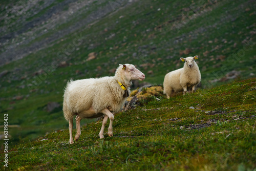 Fototapeta Naklejka Na Ścianę i Meble -  Sheep grazing the hills of Okstindan mountain range, Helgeland, Northern Norway. Får in Nordnorge. Sheep in mountains. Green mountains at Rabothytta with mother ewe and lamb. Sauer of Okskolten. 