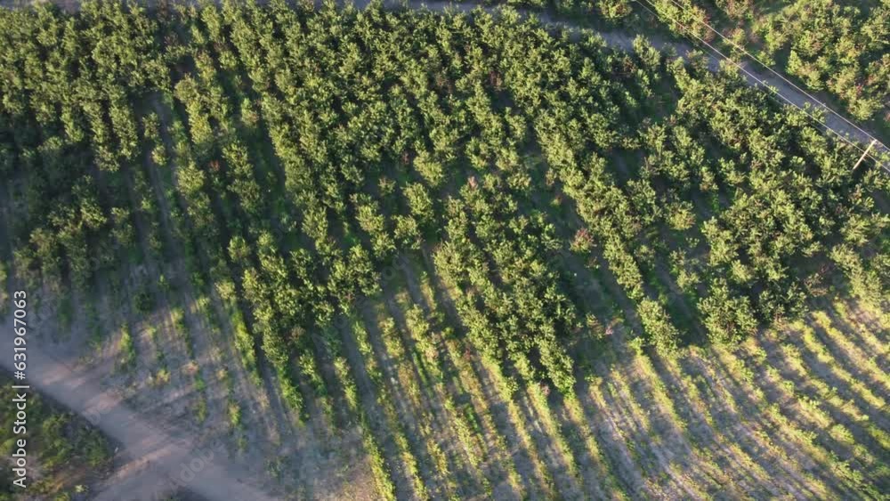 Summer Harvest Drone's exploration of cherry picking season in Okanagan valley Stock ビデオ
