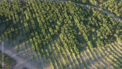 Summer Harvest: Drone's exploration of cherry picking season in Okanagan valley