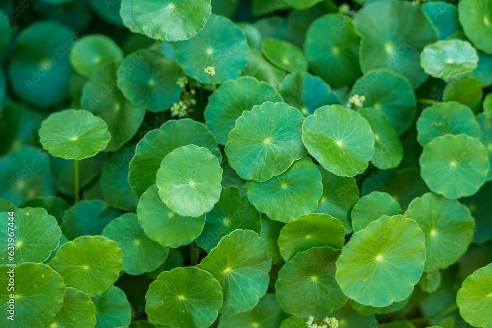 Green hydroponic plant Desmodium closeup Green hydroponic plant Desmodium closeup