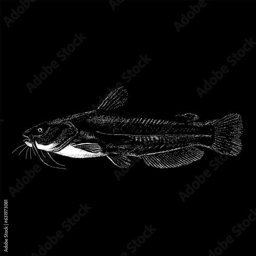 Yellow Bullhead Catfish hand drawing vector isolated on black background.