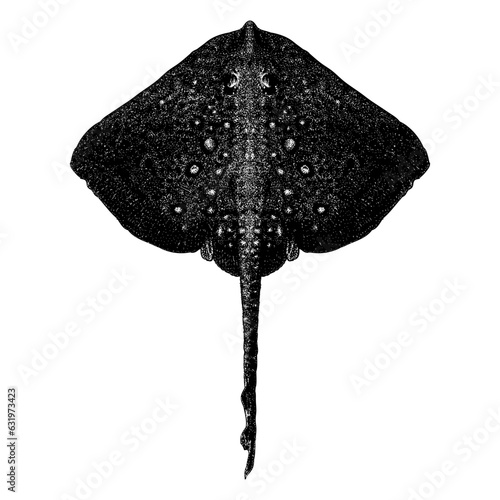 Thornback Ray hand drawing vector isolated on background.