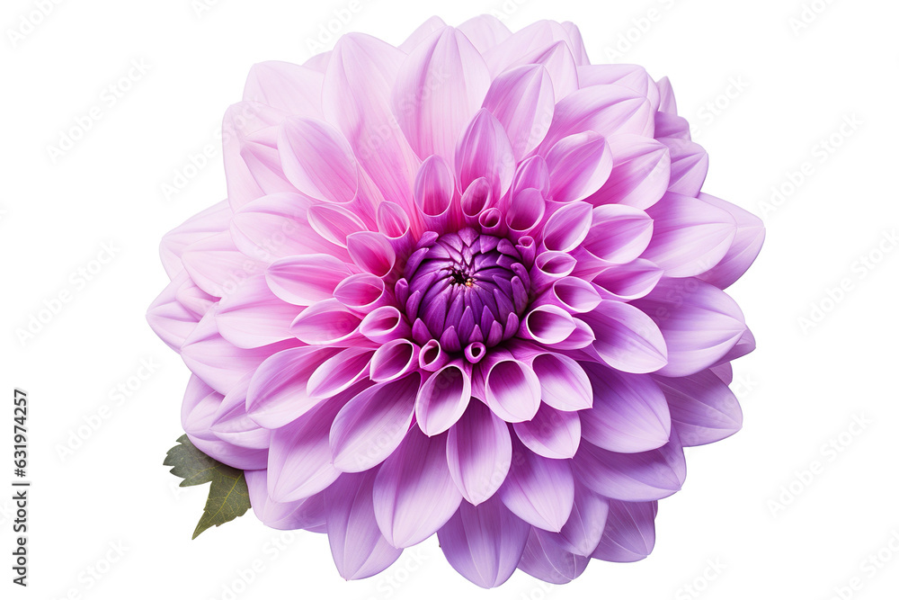 photorealistic close-up of a purple dahlia on white background isolated PNG photorealistic close-up of a purple dahlia on white background isolated PNG