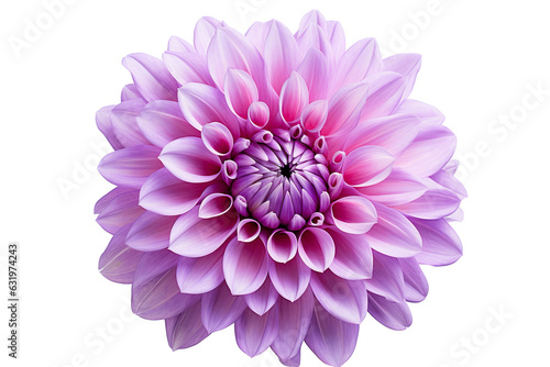 photorealistic close-up of a purple dahlia on white background isolated PNG