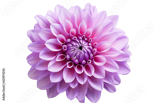 photorealistic close-up of a purple dahlia on white background isolated PNG © JetHuynh