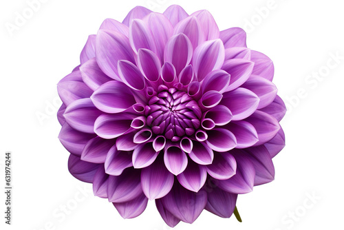 photorealistic close-up of a purple dahlia on white background isolated PNG