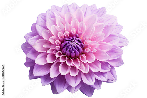 photorealistic close-up of a purple dahlia on white background isolated PNG