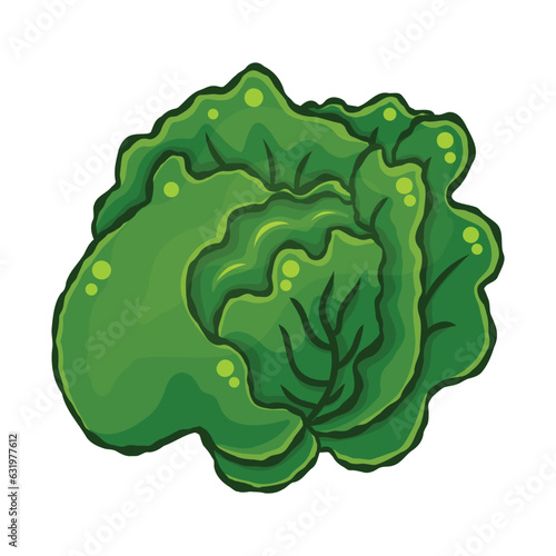 green cabbage isolated illustration on white background