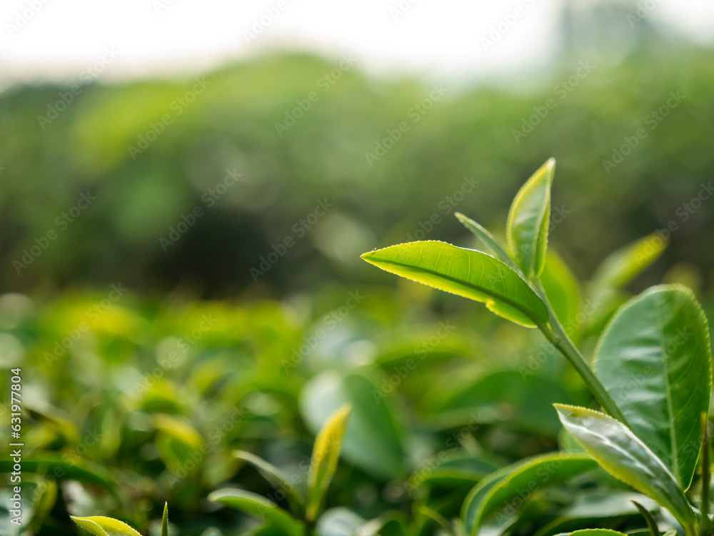 Green tea tree leaves field young tender bud herbal Green tea tree in