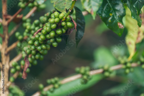 Close up Green seed berries harvest arabica coffee garden. Green coffee bean berry plant fresh raw seed coffee tree growth in eco organic farm. Fresh coffee bean green leaf bush ecology berry plant