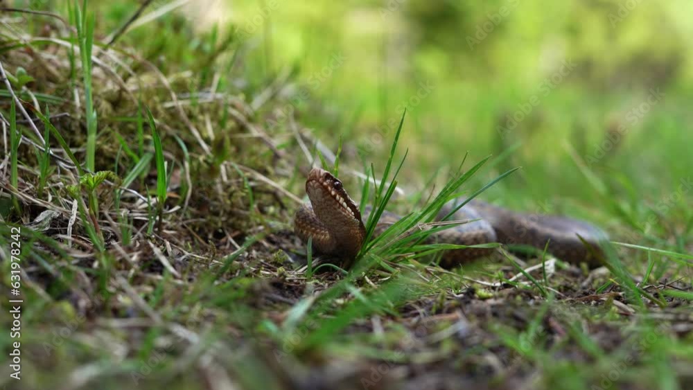 Vipera Berus Snake On Wild Forest. Close Up Vipera Berus Snake On Wild Forest. Close Up