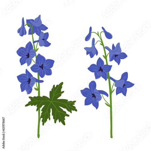 Delphinium, blue larkspur plants, vector drawing flowers at white background, hand drawn botanical illustration