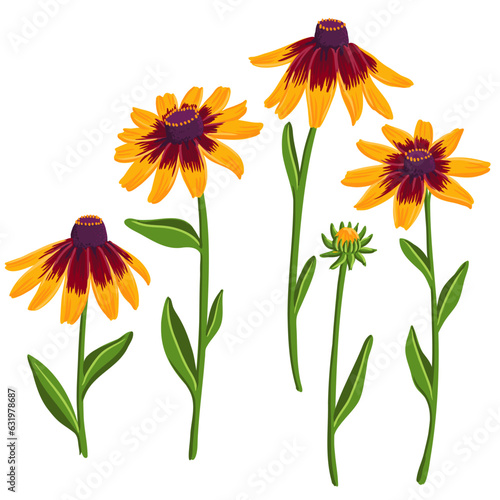 Rudbeckia plants, coneflowers, black-eyed-susans, vector drawing flowers at white background, hand drawn botanical illustration