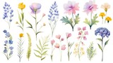 Watercolor set with garden flowers. Flat cartoon illustration isolated on white background